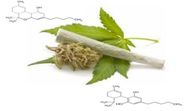 Marjuana THC Urine Drug Test Strips At Home 20 / 30 / 50ng/Ml Cut Off